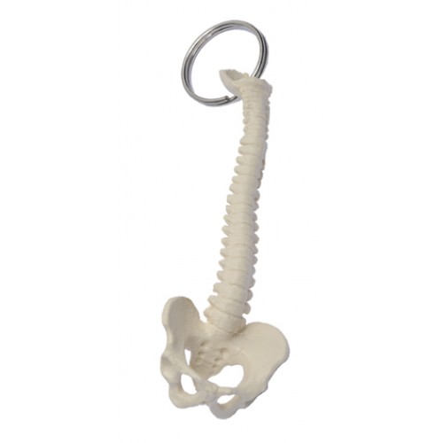 Key Chain Spine